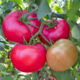 Tomato seedling variety Charlie F1
