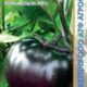 Eggplant Violet ball seeds 0.1g