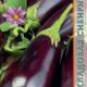 Eggplant Casket seeds 0.13g