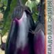 Eggplant Vera seeds 0.13g