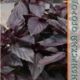 Basil Violet seeds 0.3g