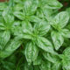 Green Basil Lemon Seeds for Microgreens/Baby Leaf/Greens