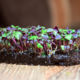 Basil purple seeds for microgreens