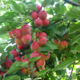 Apple-tree saplings grade Gornoaltayskaya