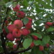 Apple-tree saplings grade Cherished
