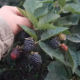 Blackberry seedlings Black Gem (Black Gem)