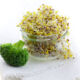 Broccoli seeds for microgreens