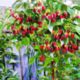 Raspberry seedling variety Tarusa (raspberry tree)