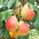 Pear saplings grade Karataevskaya