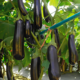Eggplant seedling grade Bastion F1