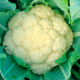 Cauliflower seedlings grade Constant F1