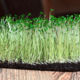 Savory seeds for microgreens