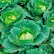 Seedlings of white cabbage variety Beladonna