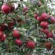 Apple-tree saplings Red Jonaprince wholesale