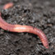 Red California worm (family)
