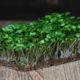 microgreen daikon sprouts