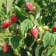 Raspberry seedling grade Delniva