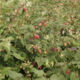 Raspberry seedling grade Raspberry ridge