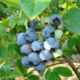 Jersey blueberry seedlings