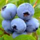 Blueberry Erliblyu (Earliblue)