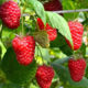 Raspberry seedling grade Enrosadira