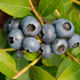 Blueberry Brigitta Blue (Brigitta Blue)