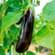 Eggplant seedling grade Galaxy F1
