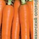 Carrot Berlikum Royal seeds 2g