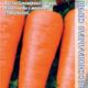Carrot Kuroda Shantane F1 seeds 1g