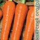 Carrot Rote Risen seeds 2g