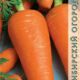 Carrot Shantenay Royal seeds 1g