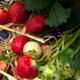 Strawberry seedlings garden Rudy de Jardin (Rubis des jardins)