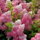 Hydrangea Fraise Melba (Fraise Melba)