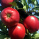 Apple-tree saplings Gala Devil wholesale