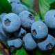Blueberry seedlings Bonus