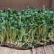 microgreen mustard sprouts