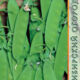 Peas Ambrosia seeds 10g
