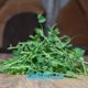 microgreen pea sprouts