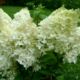 Hydrangea Dantel de Gorron (Dentelle de Gorron)