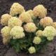 Hydrangea Little Lime (Little lime)