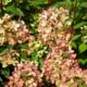 Hydrangea Pastel Green (Pastel Green)