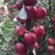 Apple-tree saplings Red Free wholesale