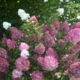 Hydrangea Sunday Fraise (Sundae Fraise)