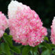 Hydrangea Pink & Rose (Pink & Rose)