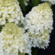 Hydrangea Sugar Rush