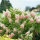 Hydrangea Pinky Winky (Pinky Winky)