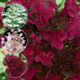 Hydrangea Wims Red (Wim's Red)