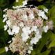 Hydrangea Selection