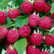 Raspberry seedling variety Illusion