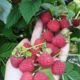 Raspberry seedling grade Maria